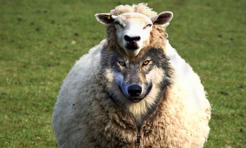SHEEP-IN-WOLVES-CLOTHING.